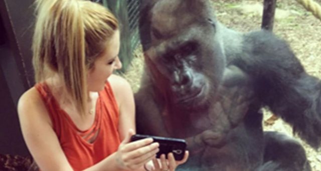 phone-addicted gorilla is becoming an outcast amongst his peers